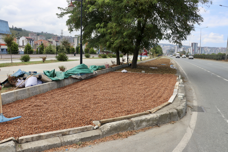 Trabzon'da üreticiler fındığı kurutmak için yol kenarlarını tercih ediyor