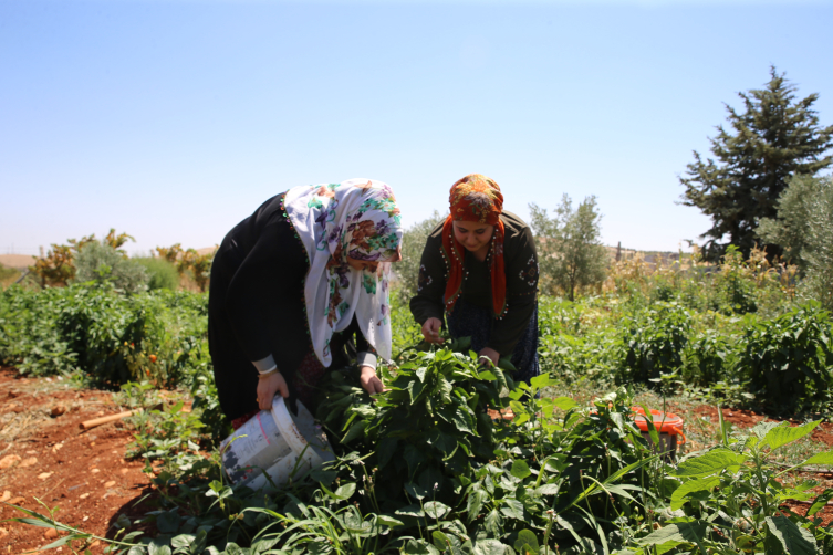 Tarlada yorulan Gaziantepli kadınlar katıldıkları kursta erbane çalmayı öğreniyor