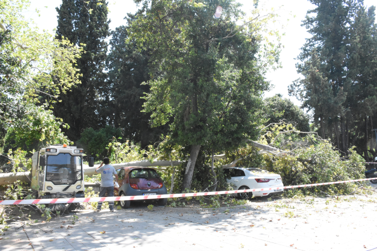 Antalya'da park halindeki 5 aracın üzerine ağaç devrildi