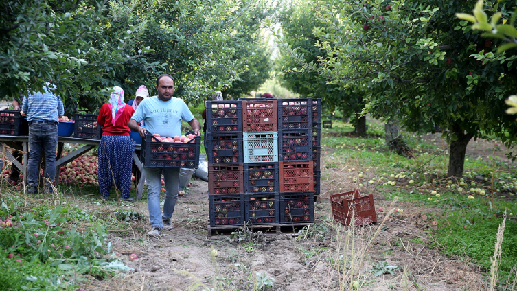 Kayseri'deki ilçeden 18 ülkeye elma ihracatı