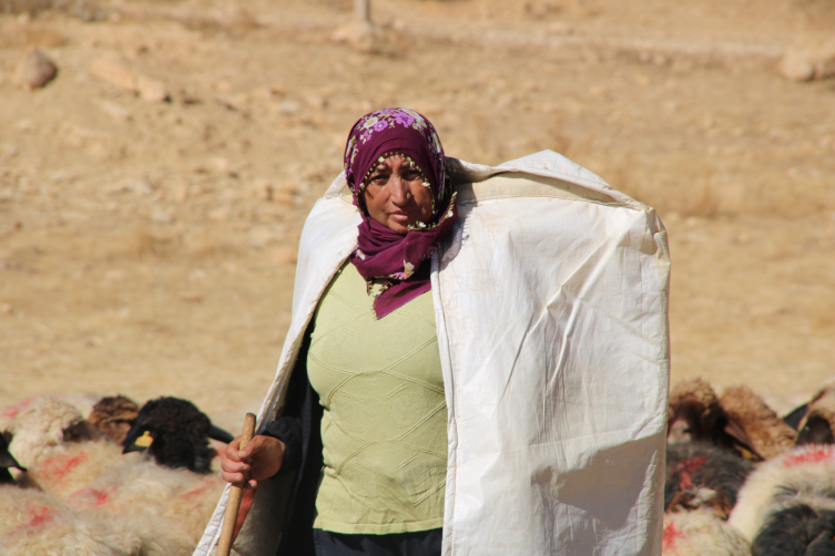 Borçla hayvancılığa başlayan kadın yetiştirici koyun sayısını 30'dan 300'e çıkardı