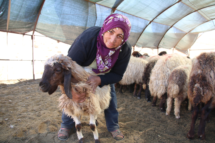 Borçla hayvancılığa başlayan kadın yetiştirici koyun sayısını 30'dan 300'e çıkardı