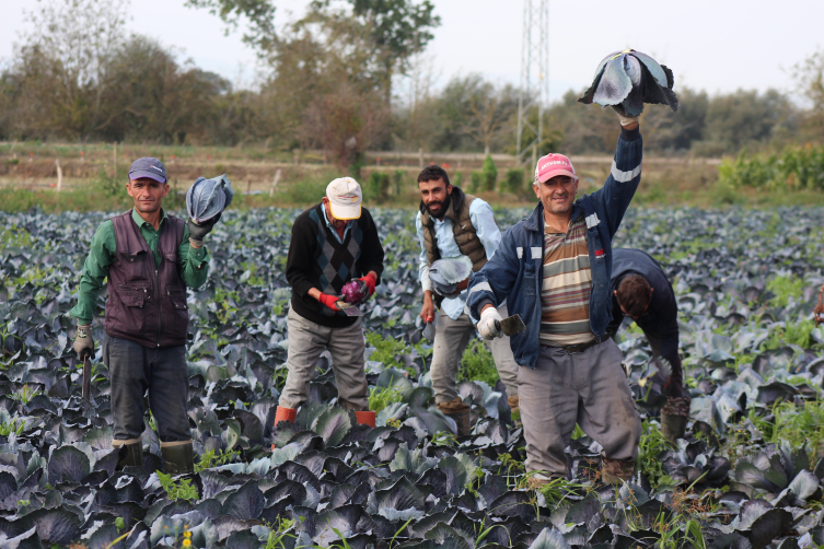 Bafra Ovası'nda kırmızılahanada 200 bin ton üzeri rekolte bekleniyor