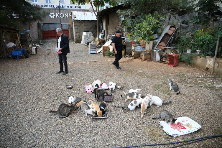 Kedi sevgisi müteahhitlerin tekliflerine çdurç dedirtti