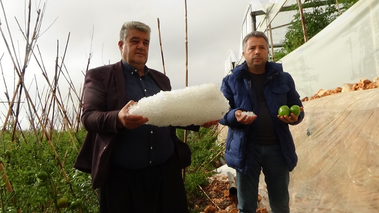 Mersin'de etkili olan dolu, tarım ürünlerine zarar verdi