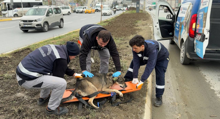 Bağcılar'da köpeklerin saldırdığı kişi bacağından yaralandı