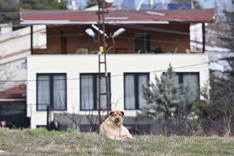 Köpeklerin saldırdığı hemşire arabanın önüne atlayarak kurtuldu