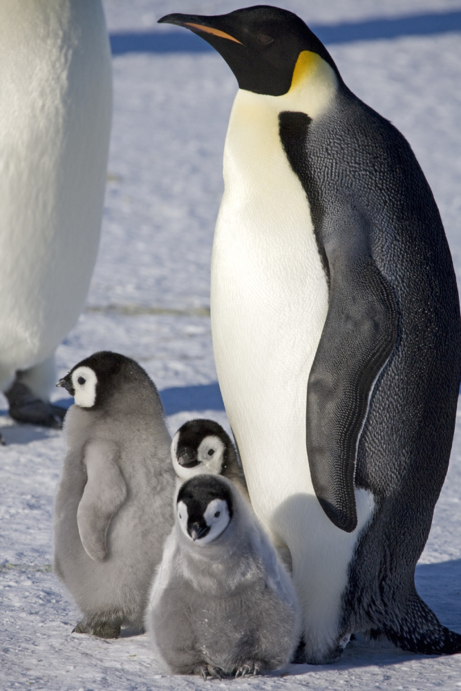 4 yeni imparator penguen kolonisi keşfedildi