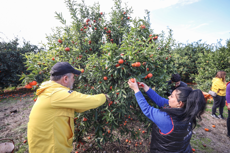 Hatay'da gönüllüler hasat edilemeyen meyveleri depremzedelere dağıtıyor