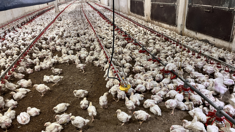 Salmonellayı tespit edebilen "akıllı burun" geliştirildi