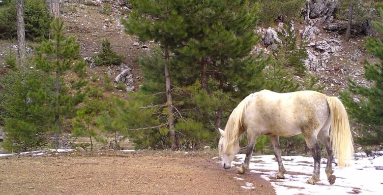 Isparta'da yaban hayvanları fotokapanla görüntülendi