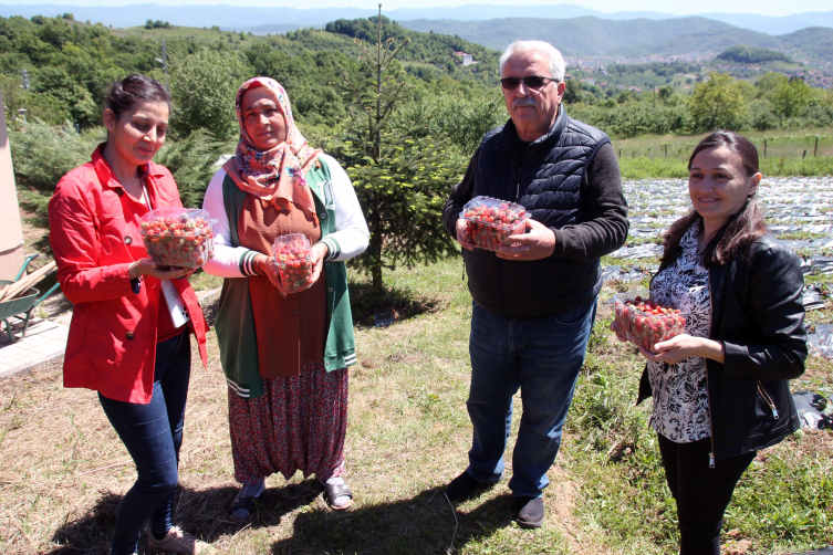 Zonguldak'ta coğrafi işaret belgeli "Osmanlı çileği"nin hasadı başladı