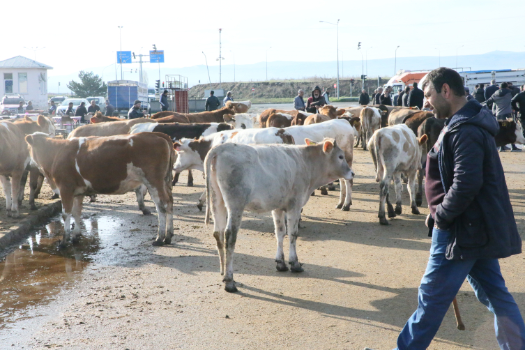 Kars'tan besi çiftliklerine yapılan kurbanlık sevkiyatına sıkı denetim