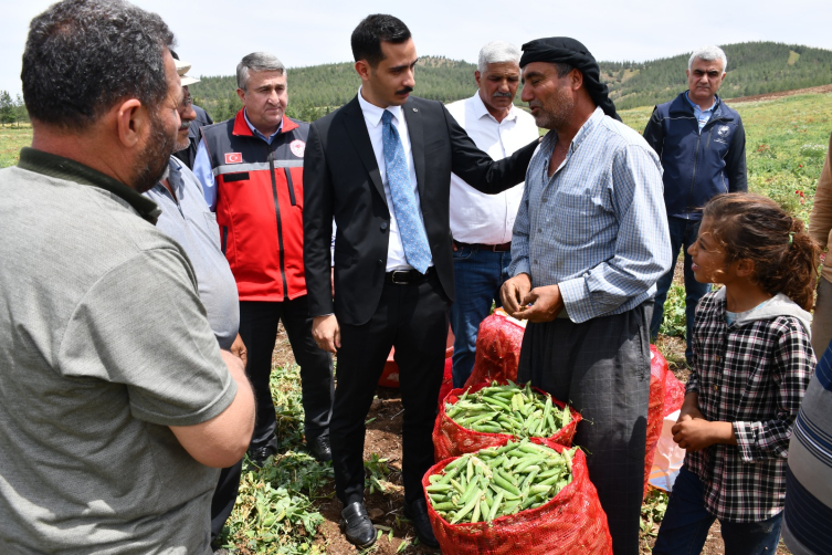 İslahiye'de 10 bin dönüm arazide bezelye hasadı sürüyor