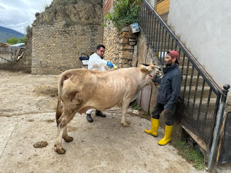 Giresun'da kenelere karşı mücadele çalışmaları sürüyor