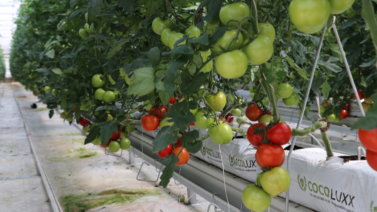 Erzincan'da jeotermal serada üretilen domatesin hasadına başlandı