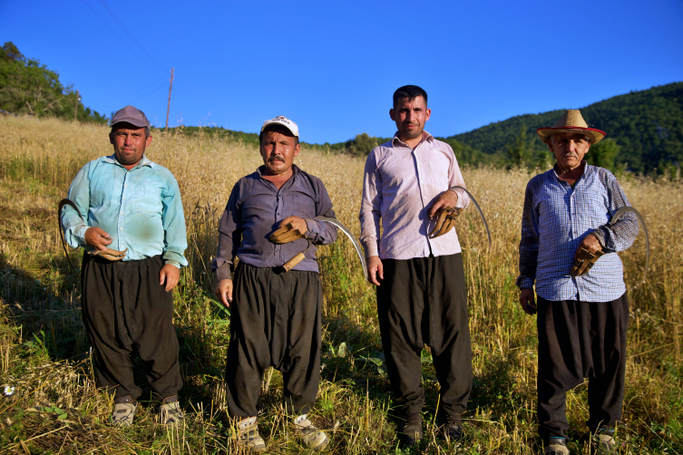 Osmaniyeli 6 kardeş baba yadigarı tarladaki ürünleri orakla biçiyor