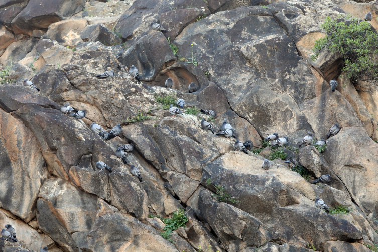 Iğdır'ın dağlık bölgelerinde 110'dan fazla kuş türü yaşıyor