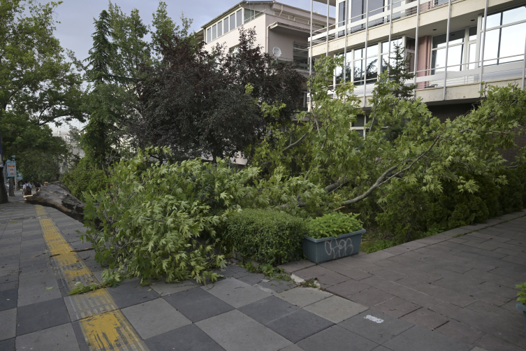 Ankara'da şiddetli rüzgar ağacı devirdi
