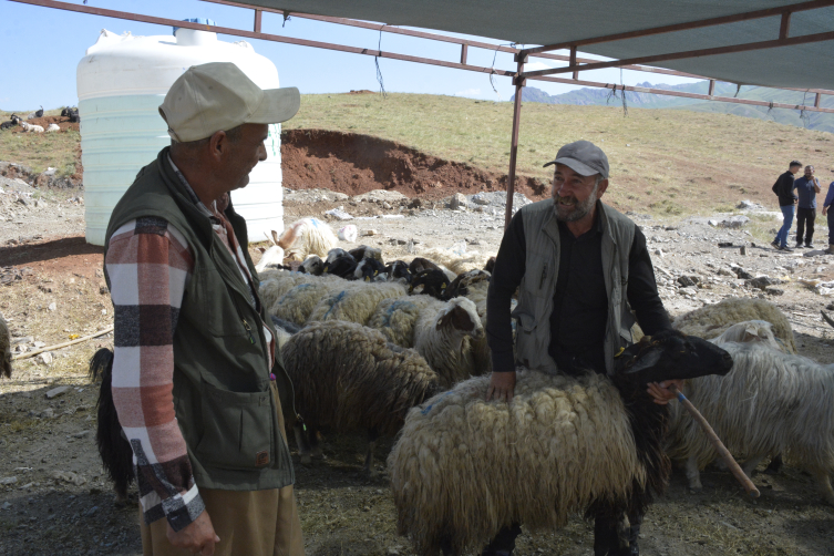 Hakkari ve Bitlis'te besicilerin kurbanlık mesaisi devam ediyor