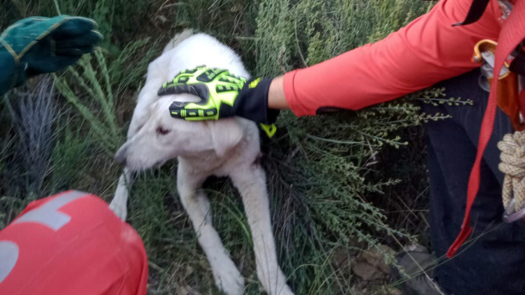 Eskişehir'de kuyuya düşen köpeği AKUT ekipleri kurtardı