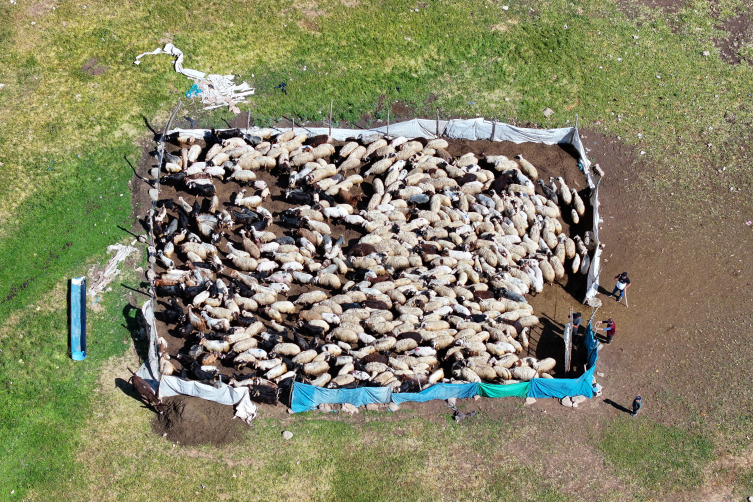 Vanlı besici 30 yıldır 2 bin 500 rakımdaki yaylada koyunlarına bakıyor