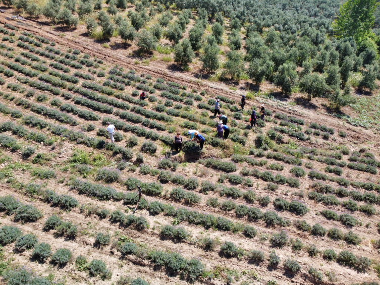 Atıl araziye kurulan lavanta bahçesi, köylülerin yeni geçim kaynağı oldu