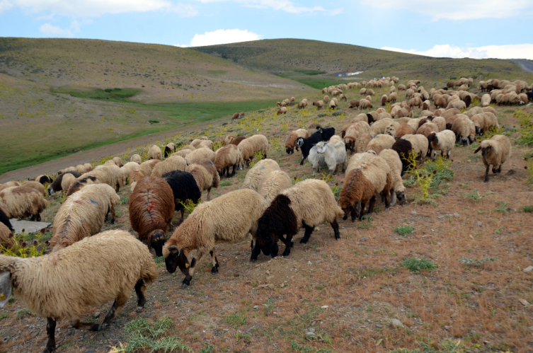 Muş'ta göçerlerin yayla mesaisi sürüyor