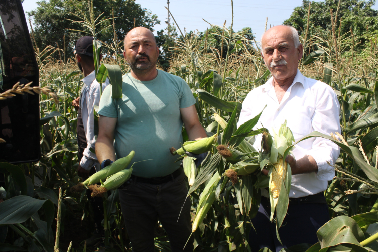 Bafra Ovası'nda mısır hasadı başladı