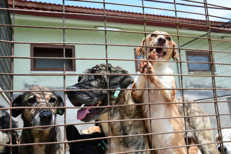 Düzce'de TÜGVA yaz okulu öğrencileri can dostlarla buluştu