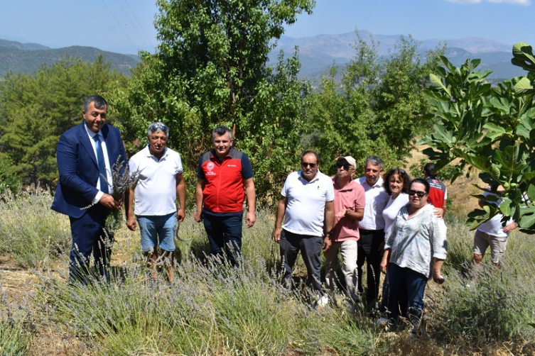 Muğla'da yetiştirilen lavantanın temsili hasadı yapıldı