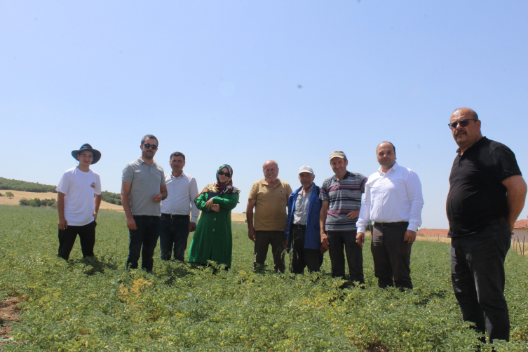 Tokat'ta nohut üretilen alanlar denetlendi