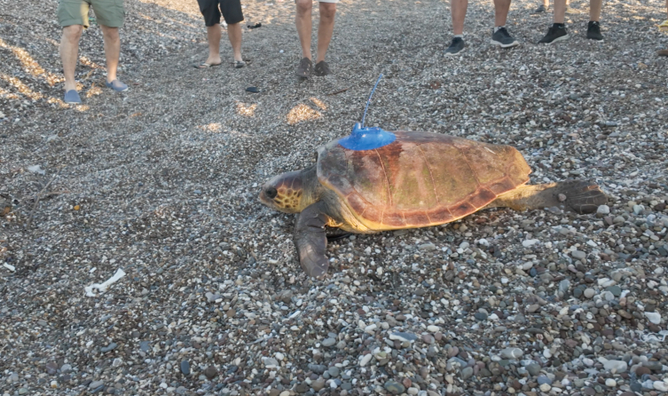 Antalya'da uydu cihazı takılan caretta carettalar denize bırakıldı