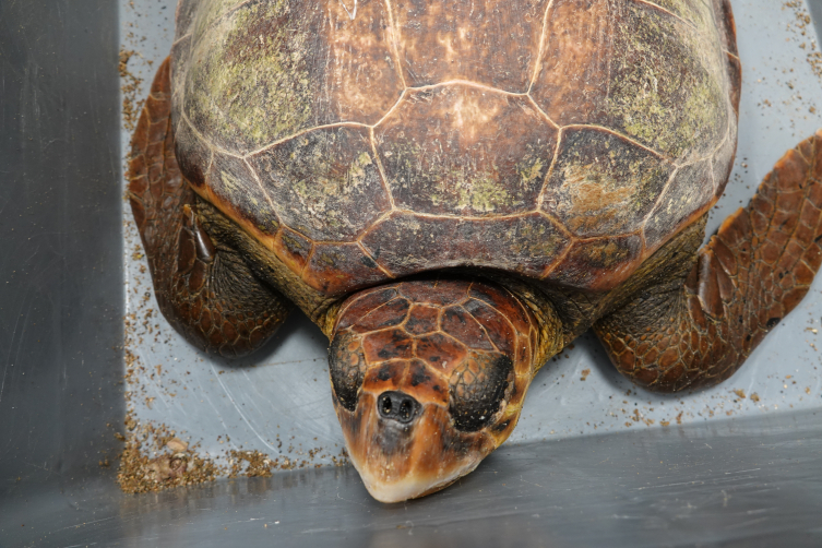 Antalya'da uydu cihazı takılan caretta carettalar denize bırakıldı