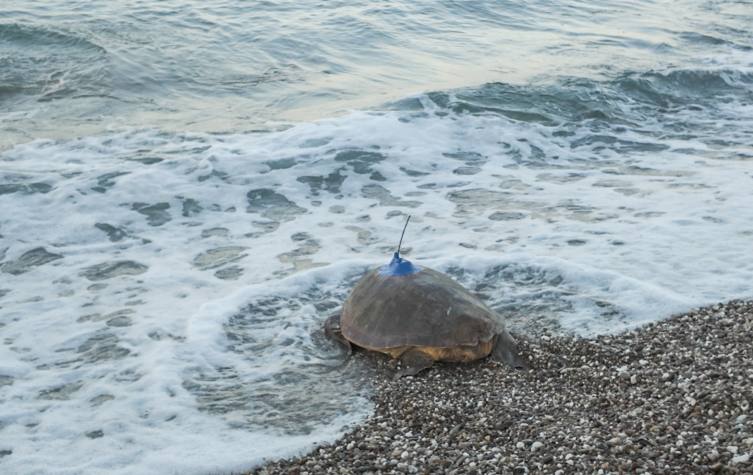 Antalya'da uydu cihazı takılan caretta carettalar denize bırakıldı