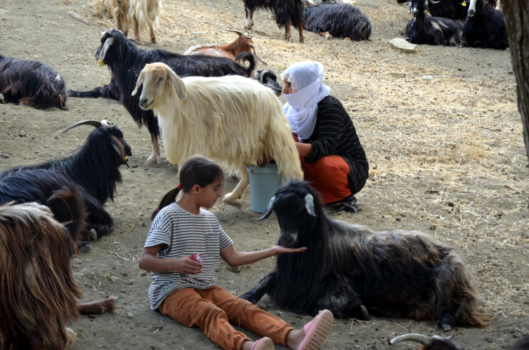 Muş'ta yayla mesaisi sürüyor