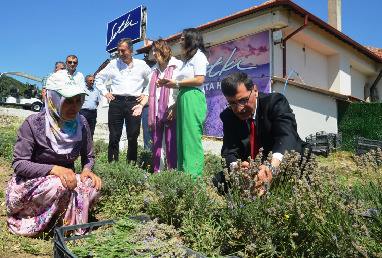 Kütahyalı çini sanatçısının lavanta bahçesinde hasat başladı