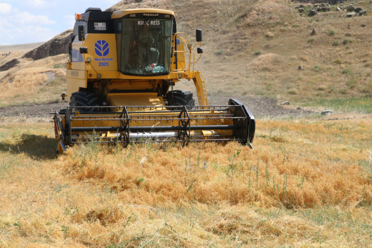 Yozgat'ta yerli tohum yeşil mercimek hasat edildi