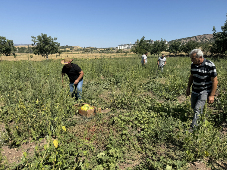 Yozgat'ın tescilli "bağrıbütün" kavunu için hasat zamanı