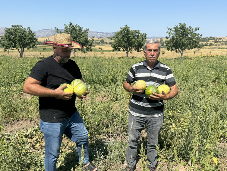 Yozgat'ın tescilli "bağrıbütün" kavunu için hasat zamanı