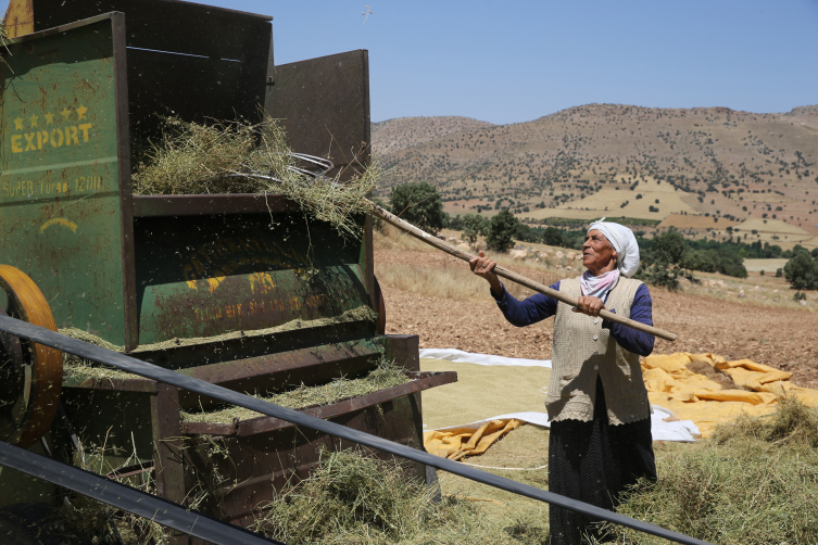 Mardin yemeklerine lezzet katan kişniş için hummalı hasat mesaisi