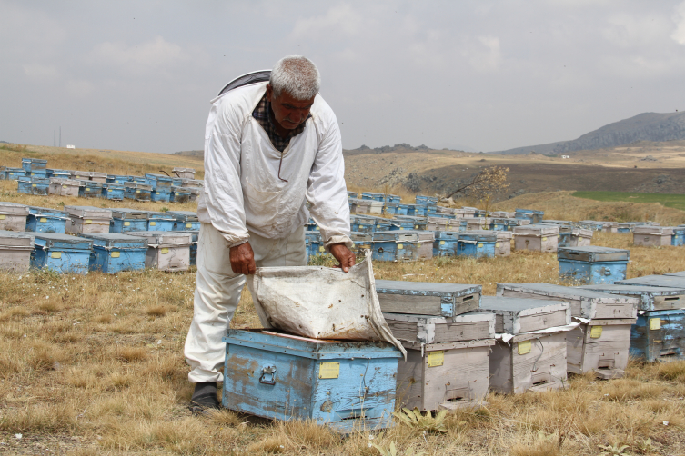 Arıcılar Erciyes Dağı eteklerini tercih ediyor