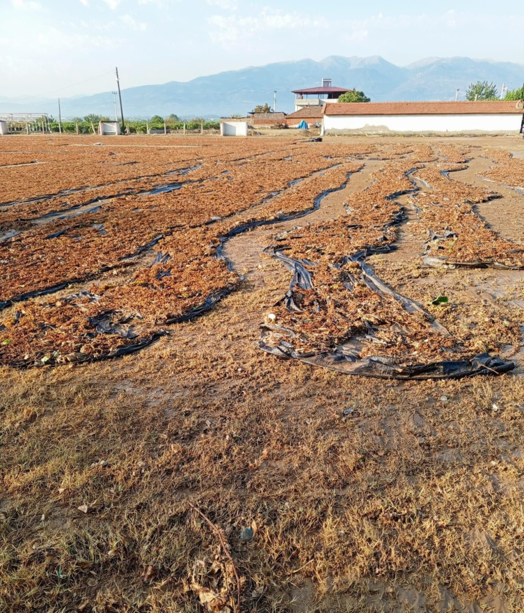 Manisa'da yağış nedeniyle taşan dereler, kurumaya bırakılan üzümlere zarar verdi