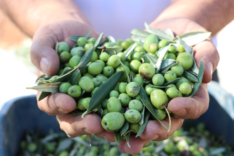 Tescilli Kilis zeytinyağında ilk sıkım başladı