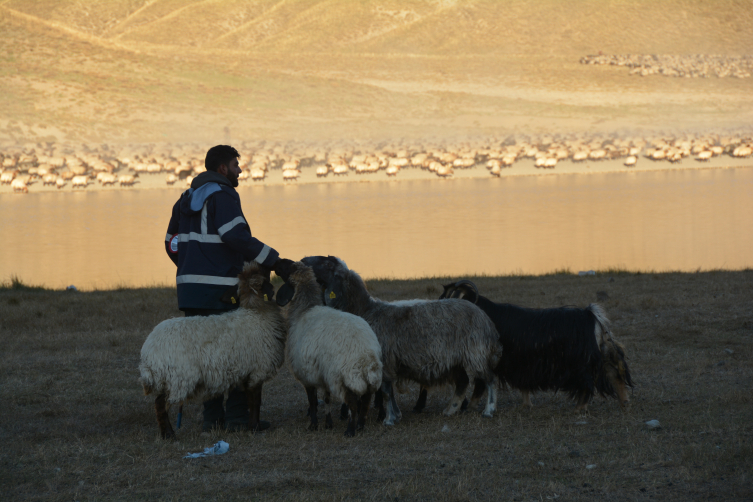 Sürülerin Nemrut Dağı'na tozlu yolculuğu