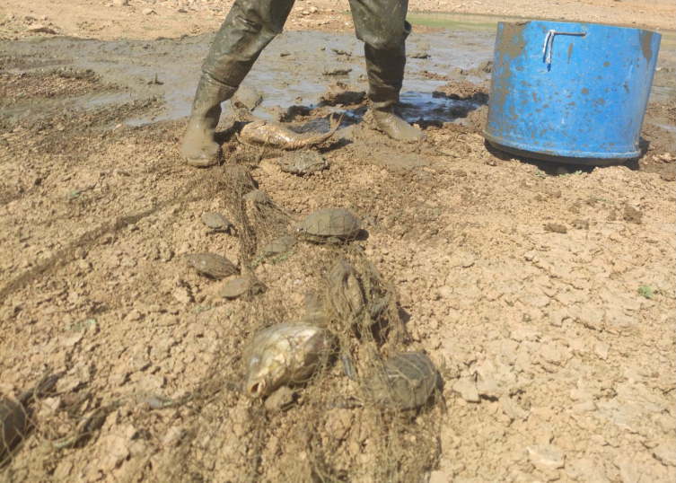 Muğla'da kuruyan göletteki balıklar kurtarıldı