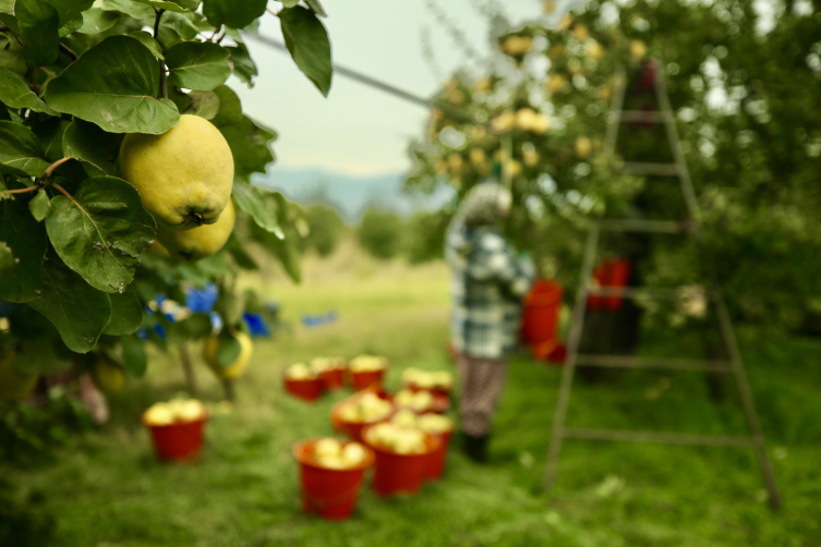 Fotoğraf: AA