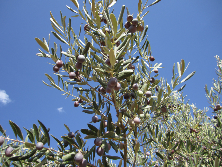 Kale'de zeytin festivali düzenlenecek