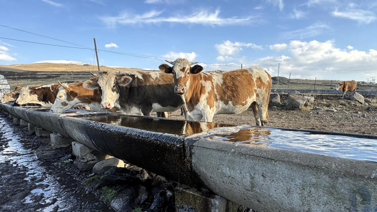 Ardahan'da hayvancılık potansiyeli artıyor