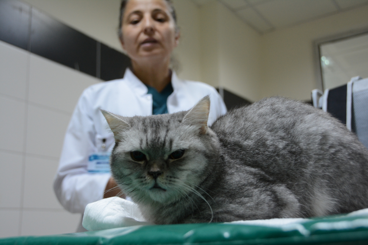 Sürekli hapşıran kedi sağlığına kavuştu